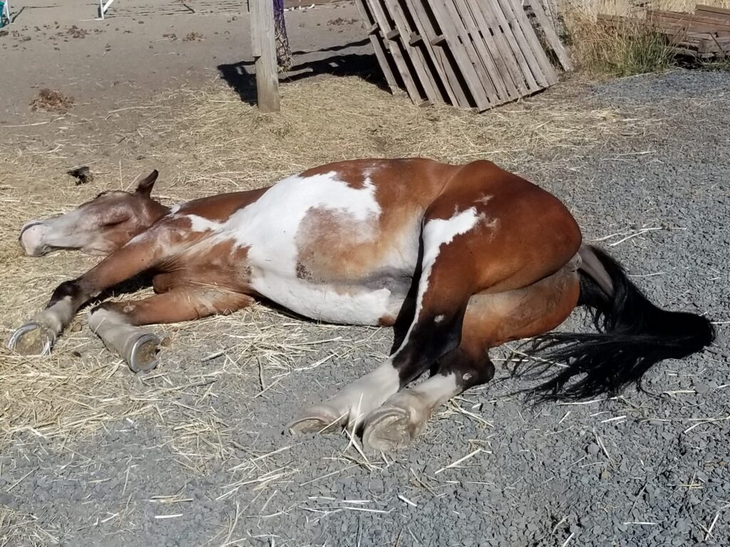 Horse sleeping on his right side