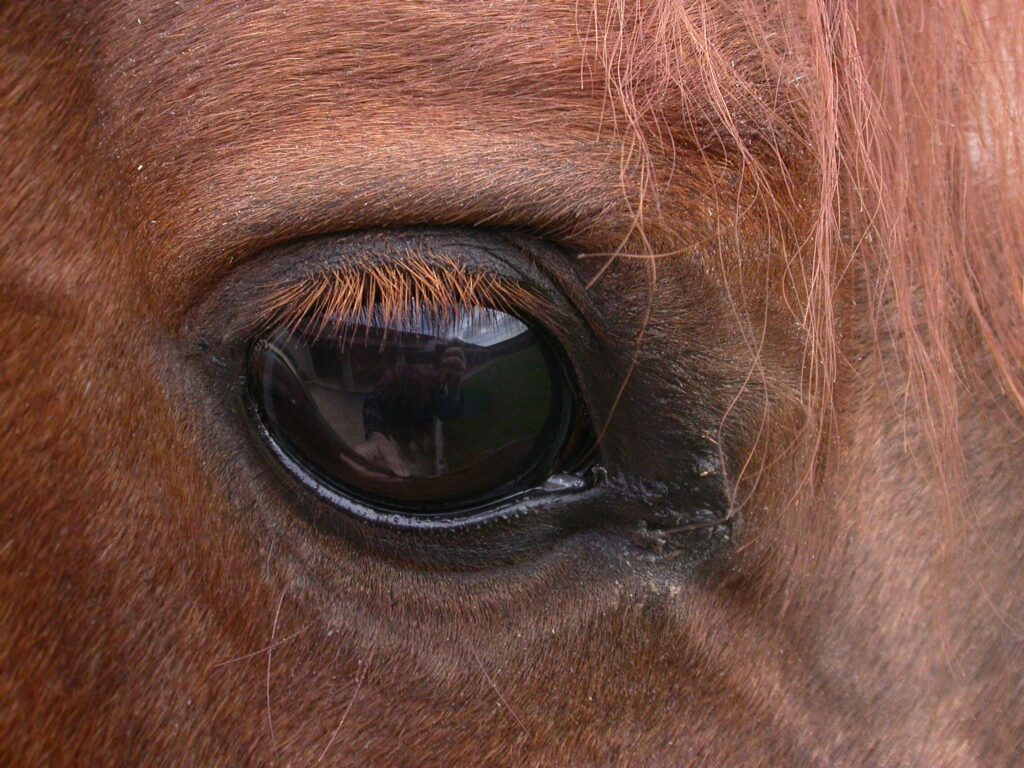 © Curtis Clark, CC-by-sa Close-up, right eye of a sorrel horse