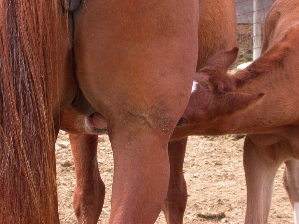 Foal (baby horse) latched on to mother's nipple, nursing