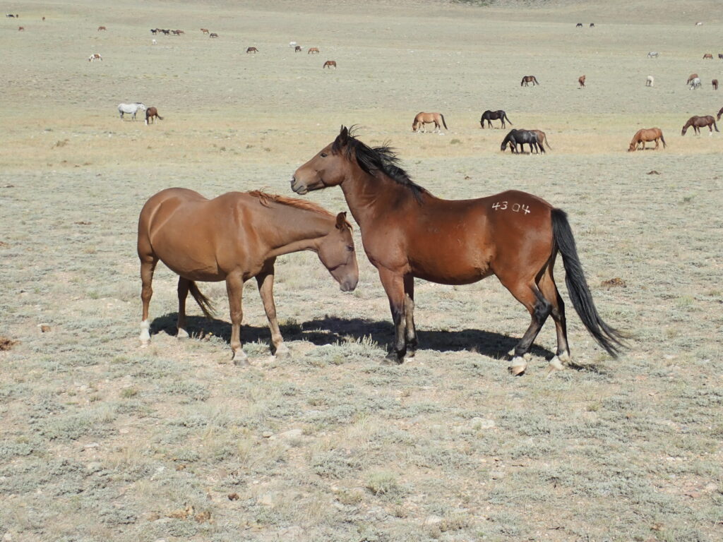© Curtis Clark, CC-by-sa Two horses in foreground, many horses in background, on shortgrass plains