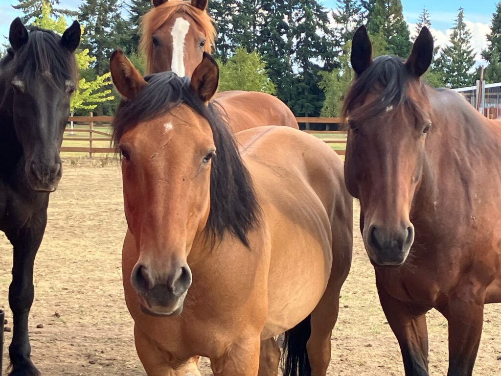 Four horses in a paddock facing the viewer